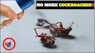 How To Get Rid Of Cockroaches In Kitchen and house [upl. by Asuncion]