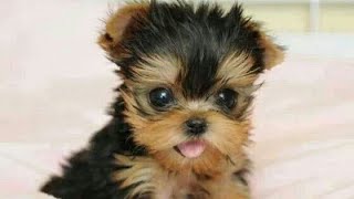 Newborn Mini Yorkie [upl. by Tremaine]