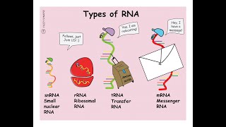 Notes on the Types of RNA amp their Functions Messenger transfer Ribosomal MicroRNA Small nuclear [upl. by Niliac346]