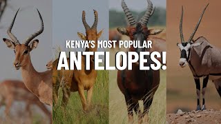 10 Most Popular Antelope Species in Kenya  Travel Video [upl. by Arek5]