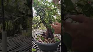 Working on ficus microcarpa [upl. by Nahtal]