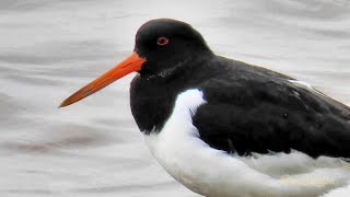 Austernfischer Rast Haematopus ostralegus Eurasian Oystercatcher resting Vogelbeobachtung Birding [upl. by Ike]