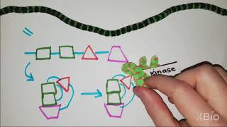 What is Phosphorylation [upl. by Oicatsana]