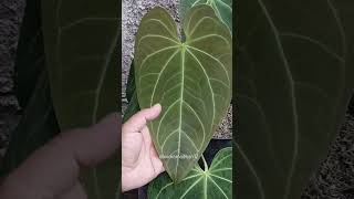 New Leaf Magnificum plants trendingshorts anthuriumplant viralvideo trending viralvideo [upl. by Ayote]