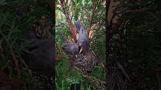 American Robin Feeding Babies then Eating their Poop 💕 [upl. by Cote]