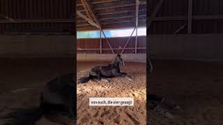 👉Auflösung 💛 gebisslosesreiten dressurreiten pferdetrainer pferde horse [upl. by Adamina]