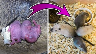 Baby Gerbils Grow From Birth to 42 Days [upl. by Franek]