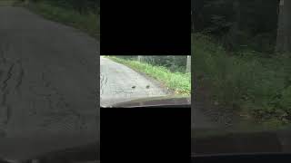 Woodcocks Dancing to Dirty Harry  Gorillaz While Crossing the Road [upl. by Brookner81]