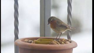 uccellini sul balcone [upl. by Cagle757]