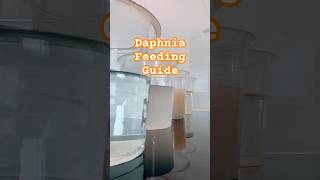 How to keep your Daphnia culture healthy aquarium daphnia bettafish [upl. by Cocks734]