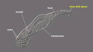 Phylum Rotifera Part 1 General Characteristics [upl. by Quigley772]