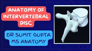 INTERVERTEBRAL DISC  ANATOMY [upl. by Darnall729]