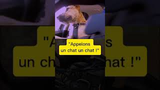 quotQuand un chat en moto sème la brigade canine quot CoursePoursuite Humour ChatChien Drôlequot [upl. by Chelton765]