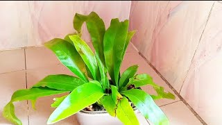 Easy way to propagate Bird nest fern 🌿🌿 [upl. by Meensat]