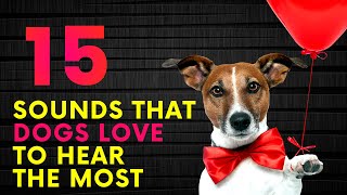 15 Sounds That Dogs Love To Hear The Most [upl. by Cyrill]