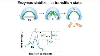 Enzymes stabilize transition states [upl. by Ettelorahc657]