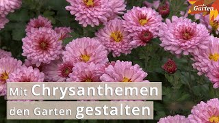 Chrysanthemen zaubern Farbe in den Herbst  MDR Garten [upl. by Abil703]