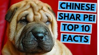 Chinese Shar Pei  TOP 10 Interesting Facts [upl. by Abana]