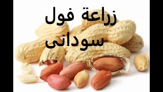 فول سودانى طرق تكاثر من بذرة لثمرةوتسميد ورى Arachis hypogaea حلقة 59 [upl. by Oriel87]