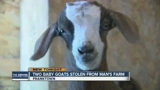 Franktown farmer offers 1000 reward for stolen newborn goats [upl. by Kizzee]