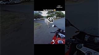 Attack Cow 🐮 Super Bike Lene Ka Fayda 😅 bike cow shorts ytshorts motovlogshorts rider [upl. by Adaval]