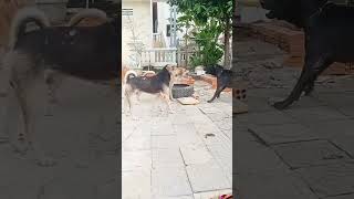 Dog song new trending shortvideos comedy adit yadav2 [upl. by Onitram383]