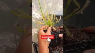 Trasplante de Drosera Capensis  Plantas Carnívoras [upl. by Nodnab]