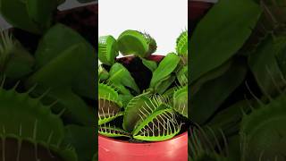 How to Care for Your Venus Flytrap and Other Carnivorous Plants [upl. by Ahmed]