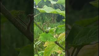 Solanum torvumSolanaceae family forestflower trending nature natureforest forests forest [upl. by Barbe]