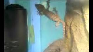 Tokay Gecko Mating call [upl. by Hilarius]