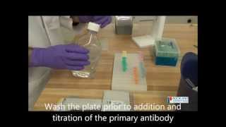 How To Perform an Indirect ELISA [upl. by Yasmin286]