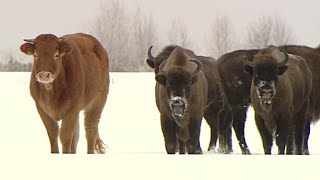 Lost cow found months later with herd of bison [upl. by Hildie]