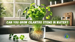 Can You Grow Cilantro Stems In Water [upl. by Adela889]