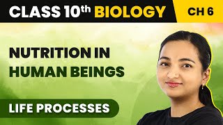 Class 10 Biology Chapter 6  Nutrition in Human Beings  Life Processes [upl. by Ardle]