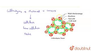 a Name the substances which get deposited at the comers of collenchymatous cells b What is [upl. by Hessney519]