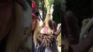 GARLIC TIME Have you planted yours yet garlic autumn gardening gardeningtips gardeningideas [upl. by Nuahsel]