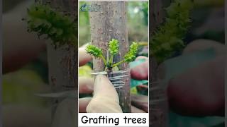 Grafting trees grafting trees shorts shortvideo [upl. by Peony237]