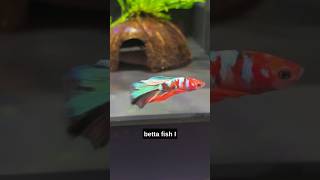 Heres My Walstad Betta Fish Tank Setup Video aquarium fishtank bettafish [upl. by Krause]