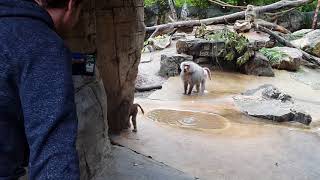 mad hamadryas baboon over protective father [upl. by Odette]