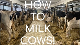 How Cows Are Milked In A Stanchion Barn [upl. by Arej358]