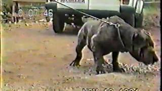 Lisandro Blasio Mastino Napoletano Neapolitan Mastiff [upl. by Aikel]