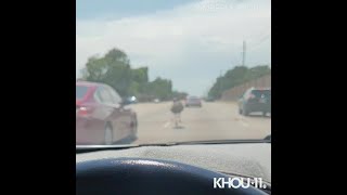 Emu captured running on north Houston road [upl. by Ancelin]