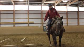 Extreme Horse Bridleless Obstacles [upl. by Royal]