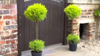 Cupressus Goldcrest Duo Ball [upl. by Doy]