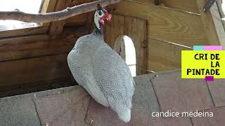 Quel Bruit fait la PINTADE  à la ferme pédagogique de Vendargues [upl. by Auhsaj]