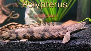 Polypterus endlicheri  living fossil [upl. by Hake]