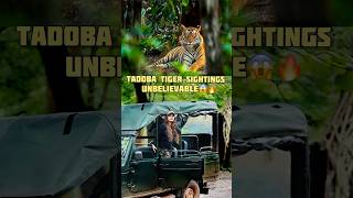 Tadoba Tiger’s Sighting😱 tadobaandharitigerreserve tadobanationalpark tadoba tadobajunglesafari [upl. by Liam]