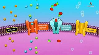 Passive Transport Principles of Diffusion  Animated membrane physiology [upl. by Zeus985]