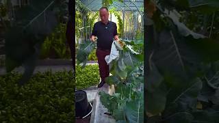 Coli flowers plant and plantation shots youtubeshorts [upl. by Anaeda]