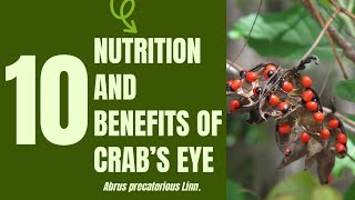 10 Medical Uses and Health Benefits of Crabs Eye Abrus precatorius Linn [upl. by Neelhtak]